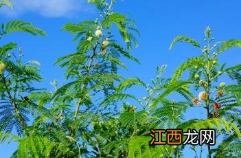 银合欢的功效与作用 银合欢