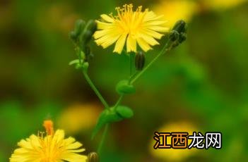 抱茎苦荬菜什么科 抱茎苦荬菜