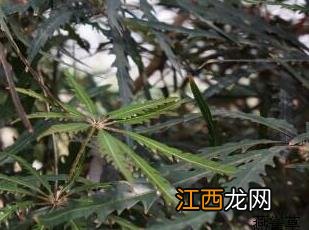 孔雀木 孔雀木幸归面具架图纸