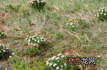 狼毒花电视剧演员表 狼毒花