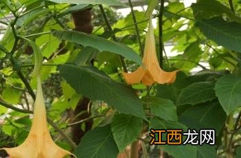 粉花木本曼陀罗 木本曼陀罗花图片