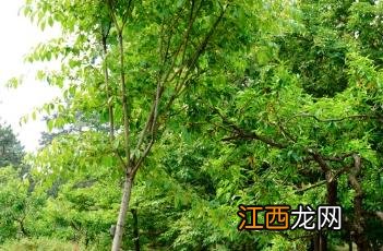 大花卫矛怎样食用 大花卫矛