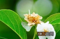 野茉莉 野茉莉树