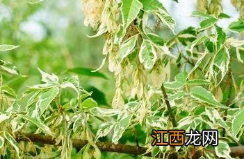 花叶梣叶槭图片 花叶梣叶槭