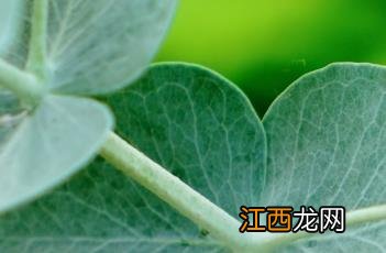 苹果桉树 苹果桉