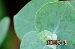 苹果桉树 苹果桉