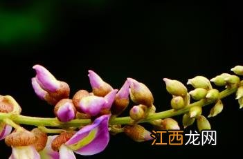 香花崖豆藤图片 香花崖豆藤