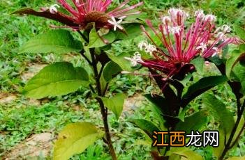 烟火树 烟火树耐寒吗