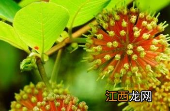 攀茎钩藤 钩藤是什么茎