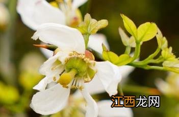 枳 枳实的作用和功效