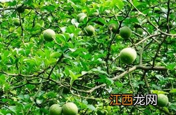 枳 枳实的作用和功效