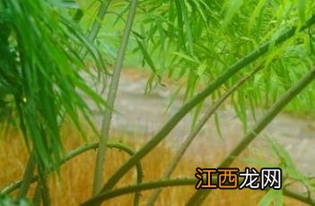 德保苏铁 德保苏铁允许养吗