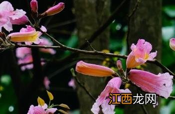 紫绣球花的花语和寓意 紫绣球