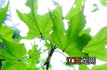 槭叶酒瓶树夏季开花 槭叶酒瓶树