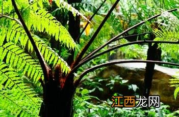 黑桫椤 黑桫椤怎么读