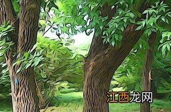 美国红梣怎么读 美国红梣