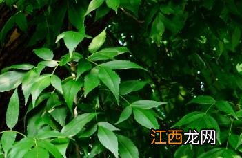 美国红梣怎么读 美国红梣