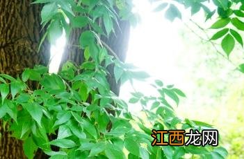 美国红梣怎么读 美国红梣