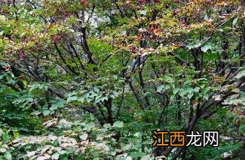 四照花 四照花果