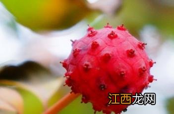 四照花 四照花果