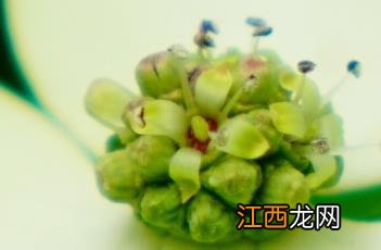 四照花 四照花果