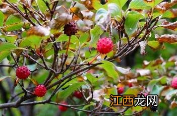 四照花 四照花果