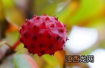 四照花 四照花果