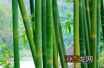 凤尾竹 凤尾竹的图片