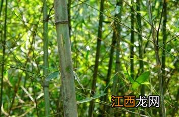 实心竹 实心竹盘玩方法