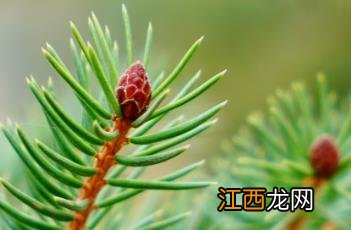 日本云杉木 日本云杉