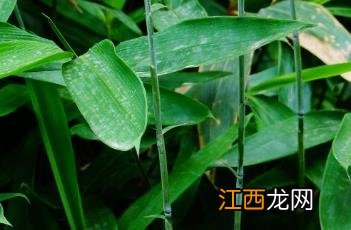 箬竹 箬竹怎么读