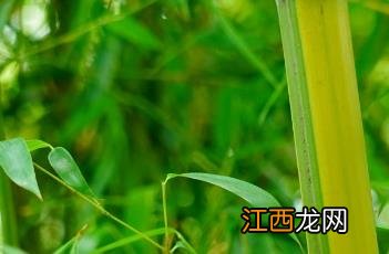 金镶玉竹 金镶玉竹子图片大全
