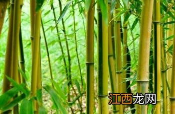 金镶玉竹 金镶玉竹子图片大全