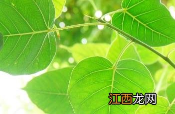 菩提树 菩提树的养殖方法和注意事项