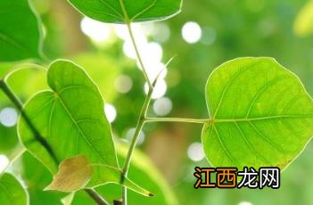 菩提树 菩提树的养殖方法和注意事项