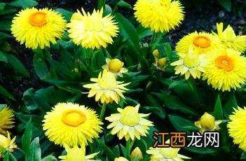 格兰菲亚金色麦秆菊