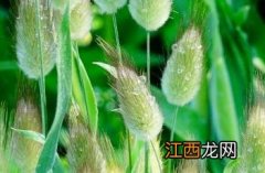 兔尾草 兔尾草什么时候播种