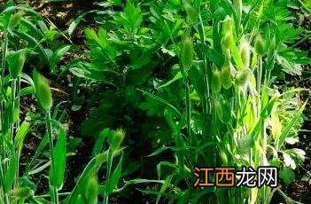 兔尾草 兔尾草什么时候播种