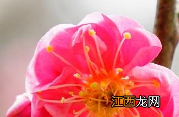 云锦朱砂梅花