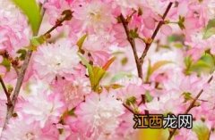 粉花重瓣麦李 粉花重瓣麦李花序