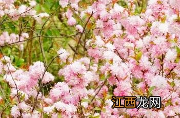 粉花重瓣麦李 粉花重瓣麦李花序