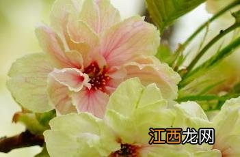 郁金樱花 郁金樱