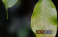 垂叶榕的养殖方法和注意事项 垂叶榕