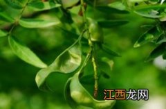 山皂荚药用价值 山皂荚