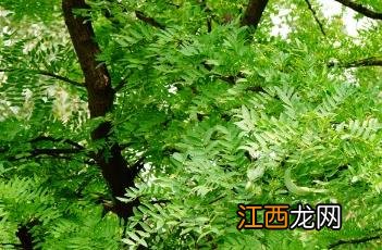 山皂荚药用价值 山皂荚