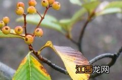 花楸是什么 棕脉花楸