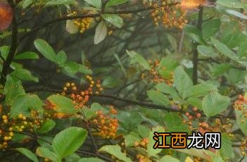 花楸是什么 棕脉花楸