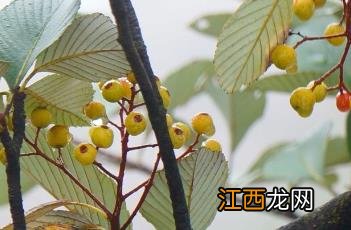 花楸是什么 棕脉花楸