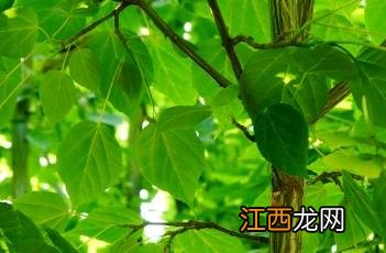 青榨槭 青榨槭是什么科