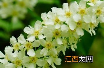 稠李 稠李子是什么